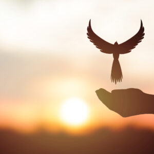 https://www.spiritcoaching.ca/wp-content/uploads/2021/02/sunsetbird-300x300.jpg